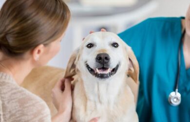 How To Pick the Best Pet Insurance